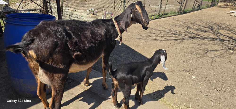 Vând sau schimb iezi
