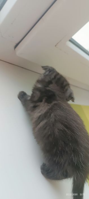 Девочка британка