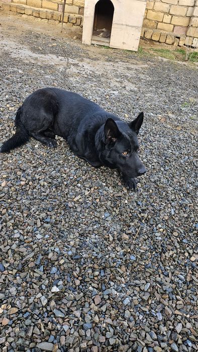 Неміс овчаркасы сатылады.