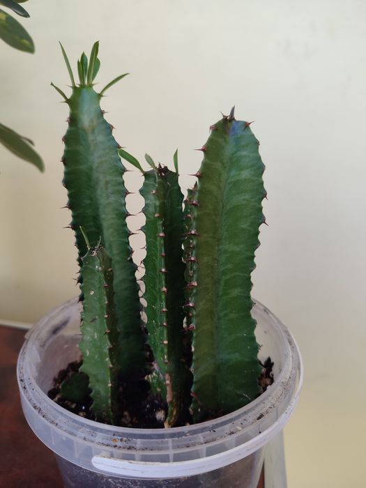 Цветы комнатные недорого