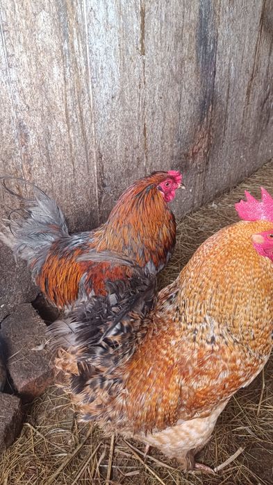 Продам молодых петухов