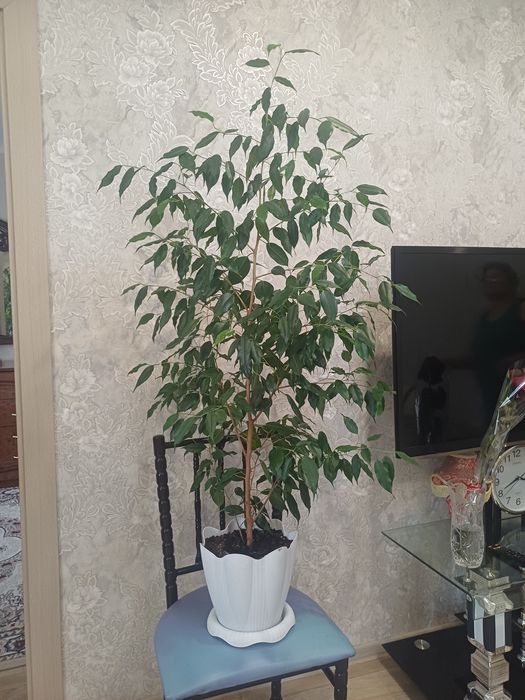 Продам Фикус Бенжамина