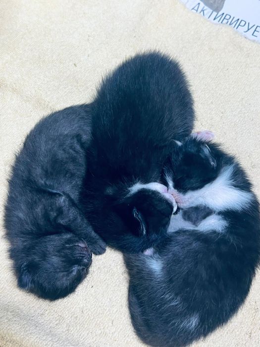 Котята в добрые руки