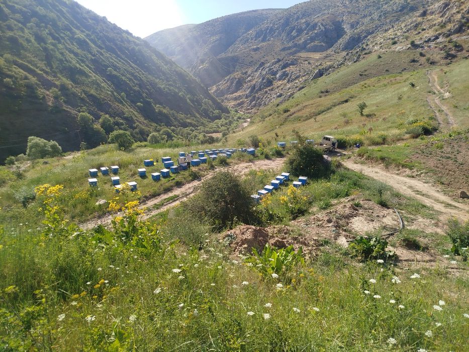 Тоза Тох асали сотувда
