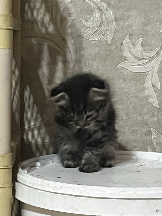 Котенок вислоушка девочка
