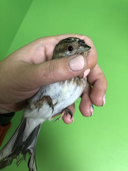 Овсянка горная самец