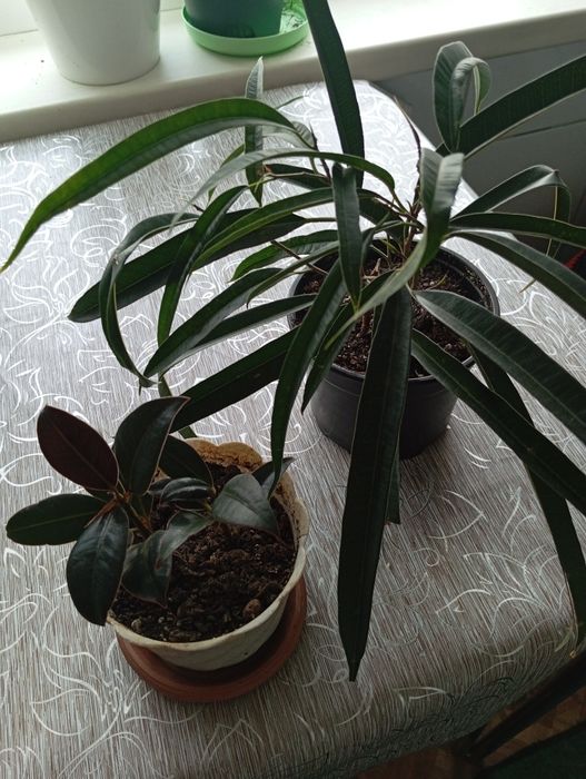 Продам фикусы разных сортов