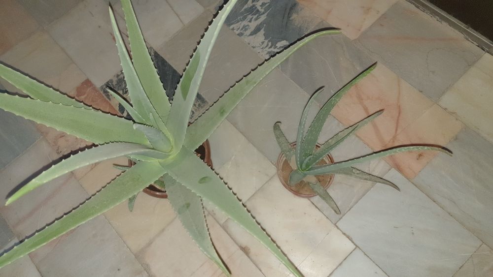 Алоэ вера усимлиги