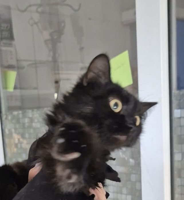 Тарзанка ищет заботливые ручки!