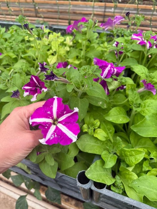 Петуния. Голландиялық сорт