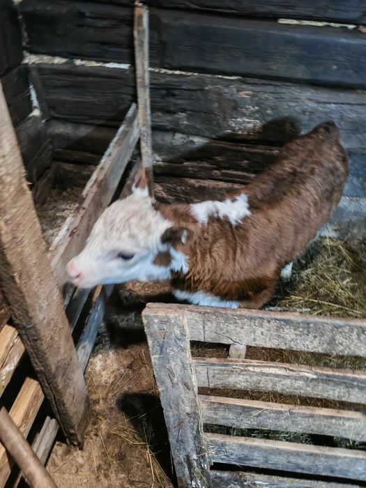Продам телят бычок и тëлачка
