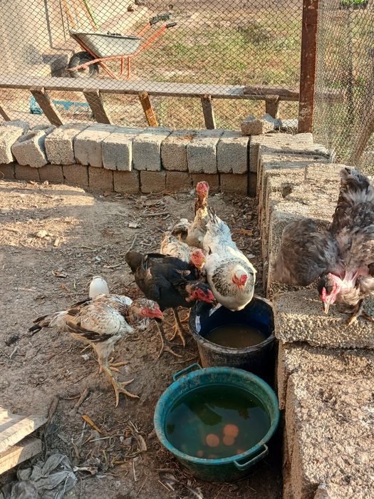 Продам кур или обмен