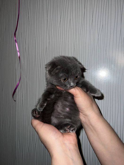Продаётся котёнок скоттиш фолд и страйт