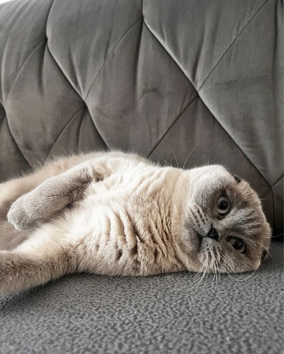 Pisica Scottish Fold