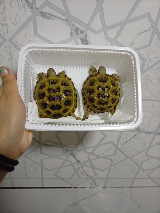 Toshbaqa sotiladi!(Продается черепашки!)