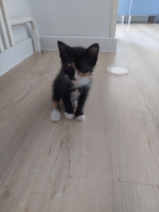 Котенок домашний