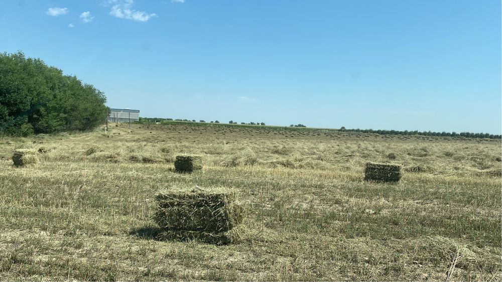 Продаём разнотравье с люцерну в тюках