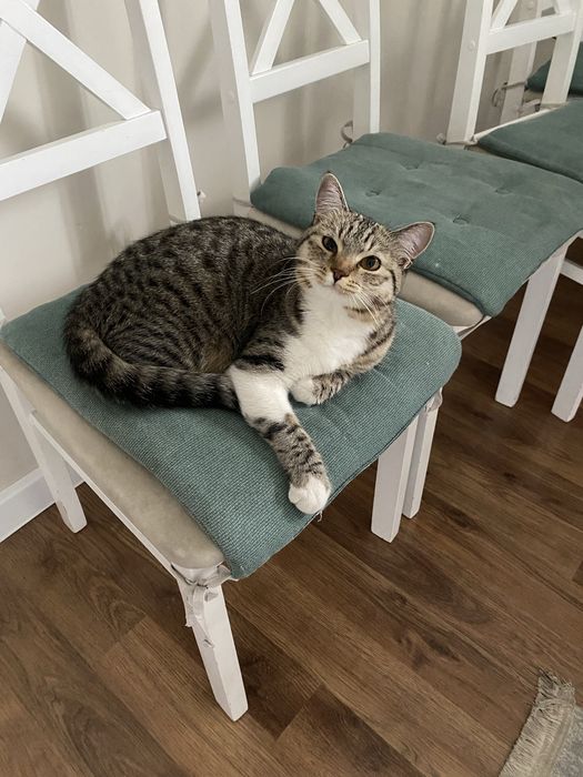 Отдам котенка в хорошие руки