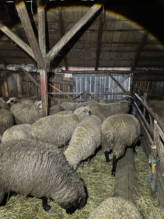 Vând 50 de oi ! Detalii la Nr de telefon !