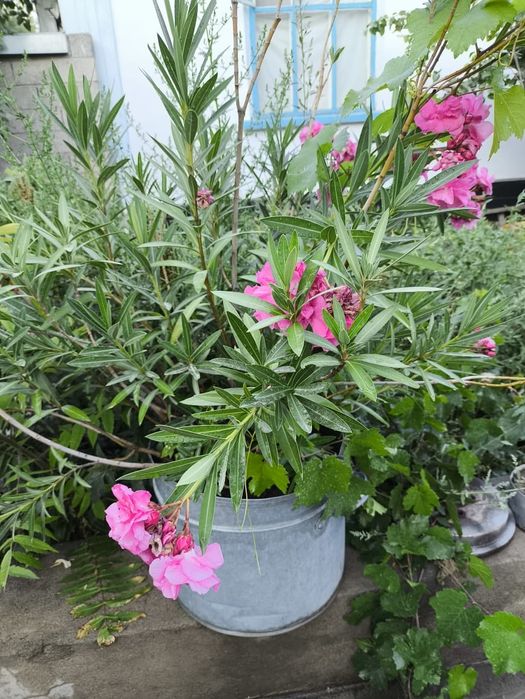 Продается Алеандра цветы