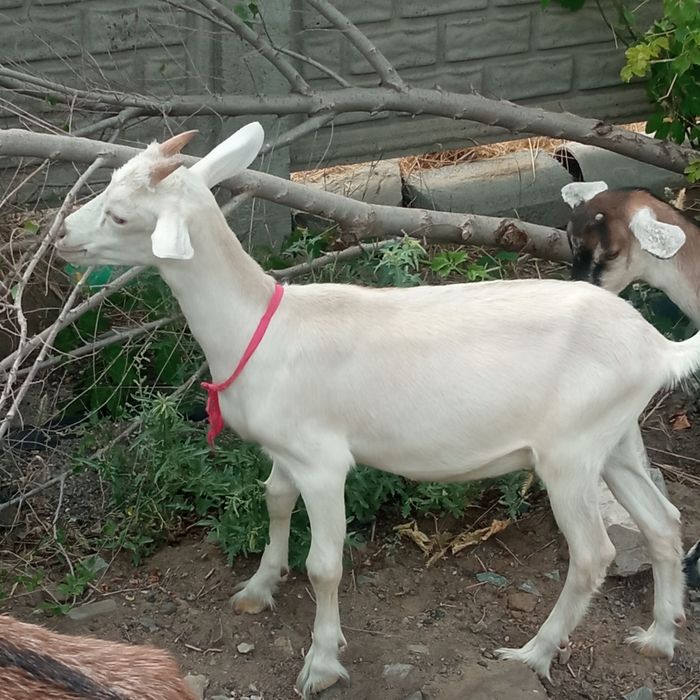 Продам 3х месячных козлят