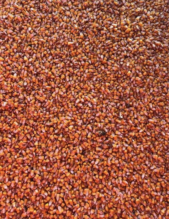 Porumb de vanzare.9 banii