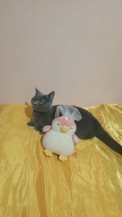 Продаётся МАНЧКИН Коротколапая Девочка БЕРЕМЕННАЯ!!