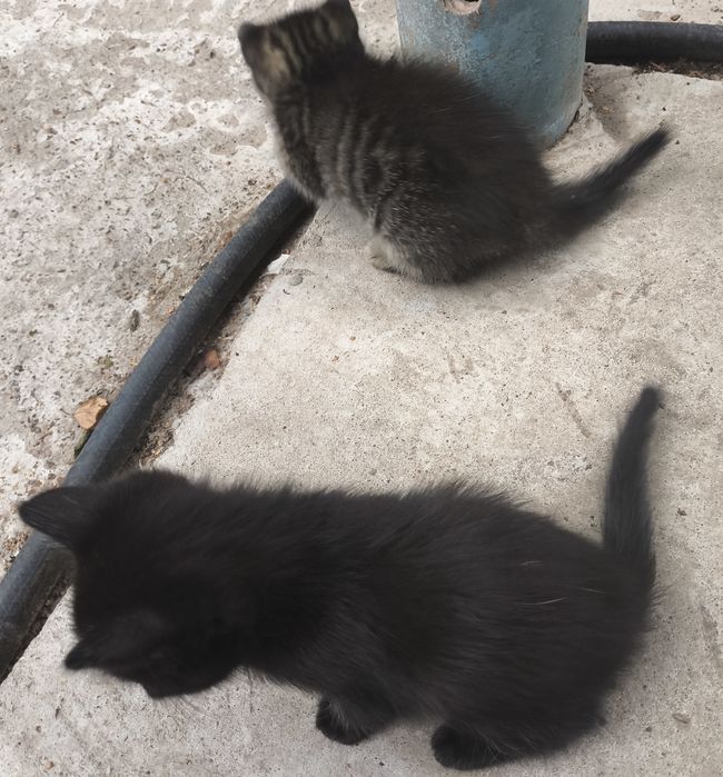 Отдам котят в добрые руки