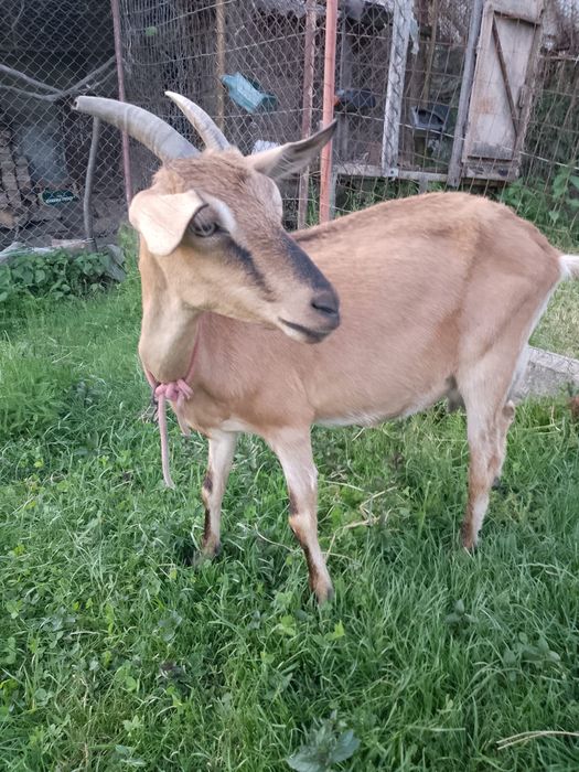 Vând capre de rasă!