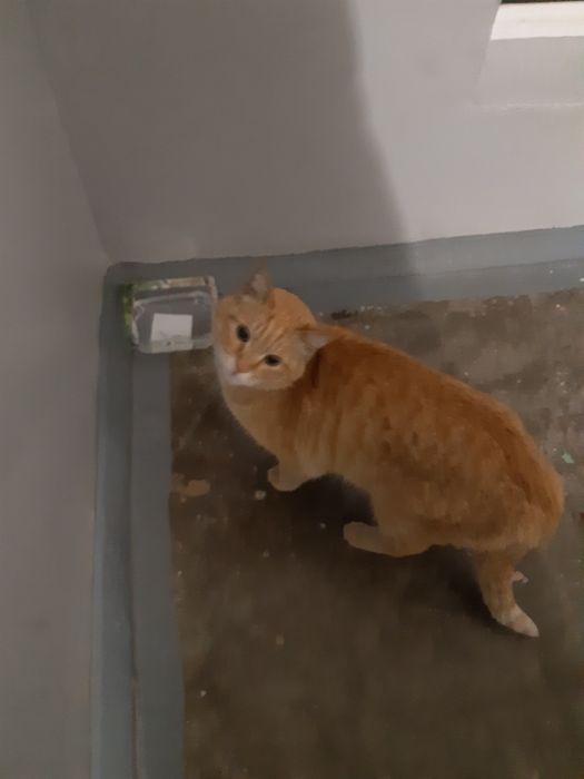 Найден рыжий кот, кастрирован