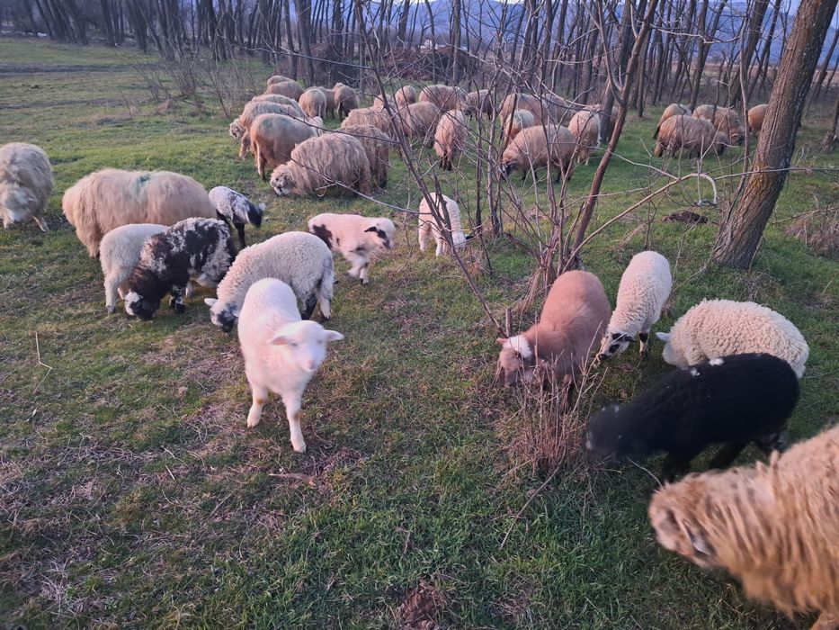 Oi de vînzare cu miei și un berbec