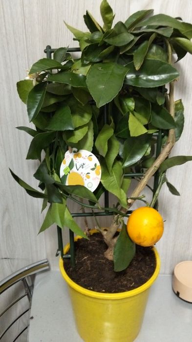 Продам лимонные деревья