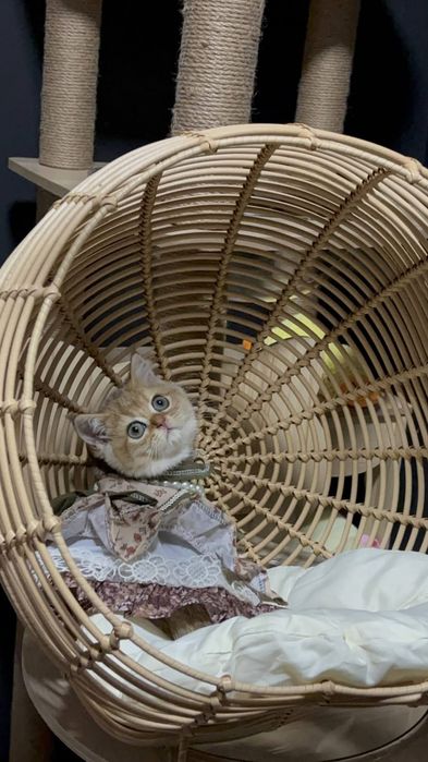 Настоящие британцы шиншилла золото