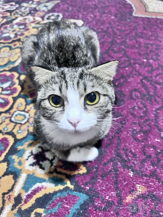 Ona mushuk ishonchli mushuksevarga beraman