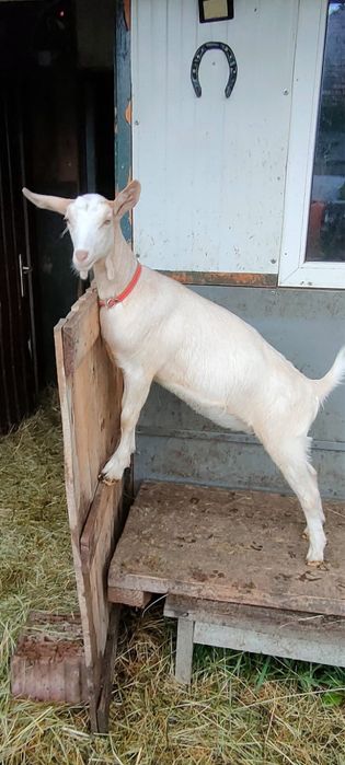 Capre de vanzare Alpin Francez si Saanen