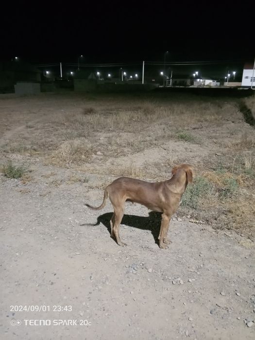 Дүрек Тазы сатылады