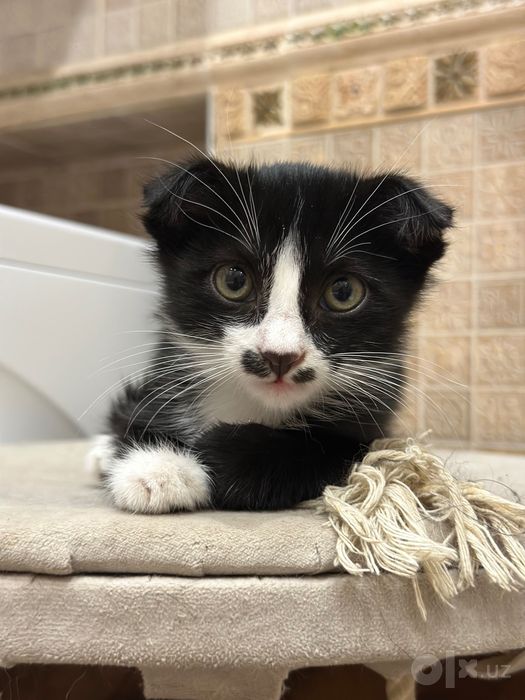 Скотиш Фолд Девочка