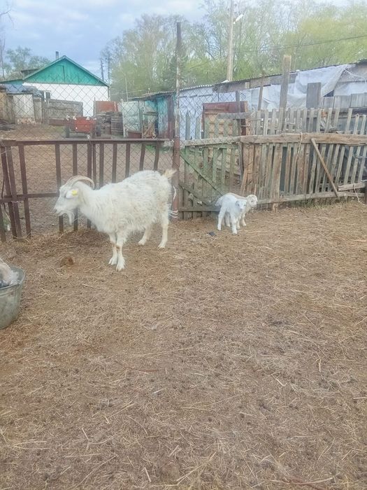 Дойные козы продам