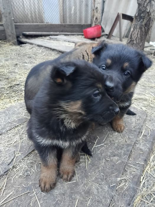 Продам щенков немецкой овчарки 2 месяца, кушают сами