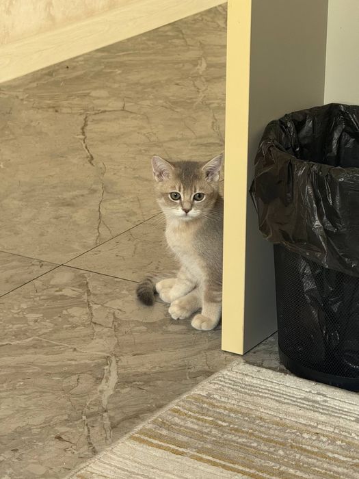 Зоти тоза 4 ойлик голубая шиншилла