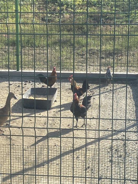 Cocosi pitici  se vinde sau schimb