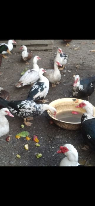 Продам индо уток