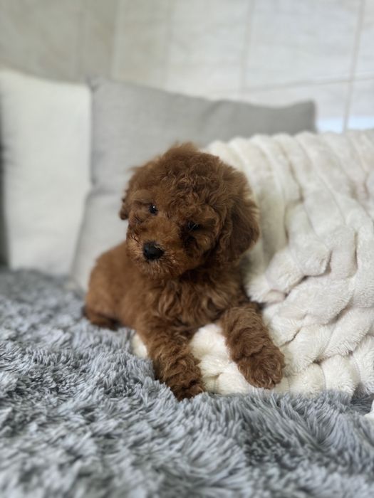 Пудел мини мини