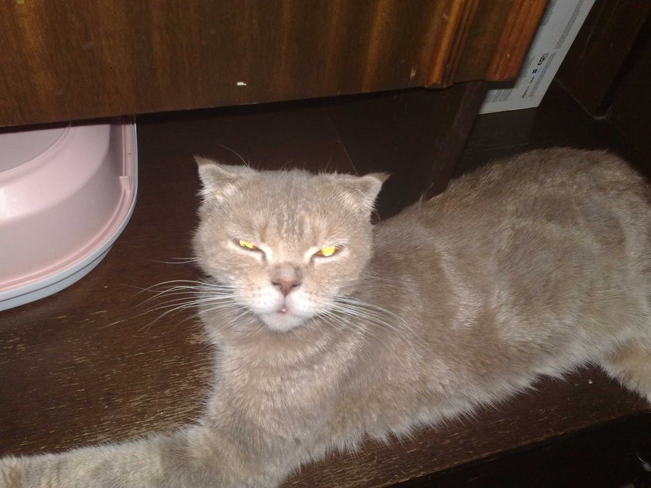 Кошка скотиш фолд, шиншила 1 годик