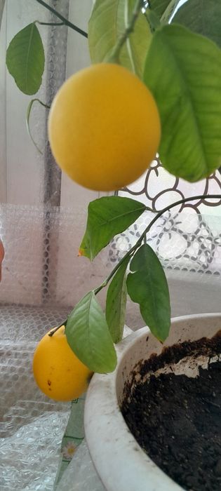 Лайм цитрус плодоноящий.