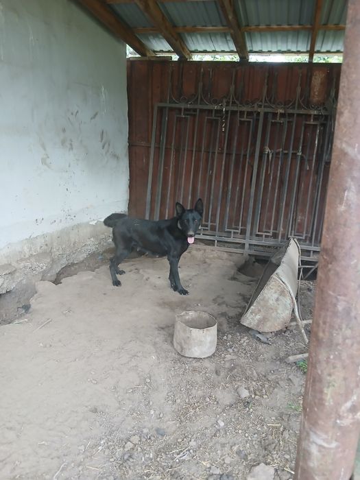 Подам шенят овчарка