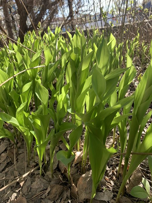 Ландыши душистые