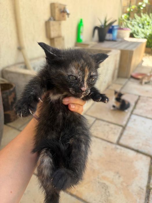 Подарявам малки котета