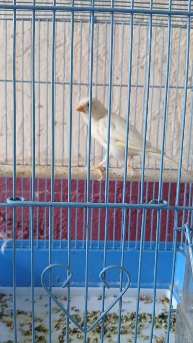 Канарейка  жагдайы