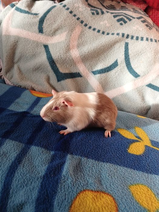 Pui de porcușori de Guineea